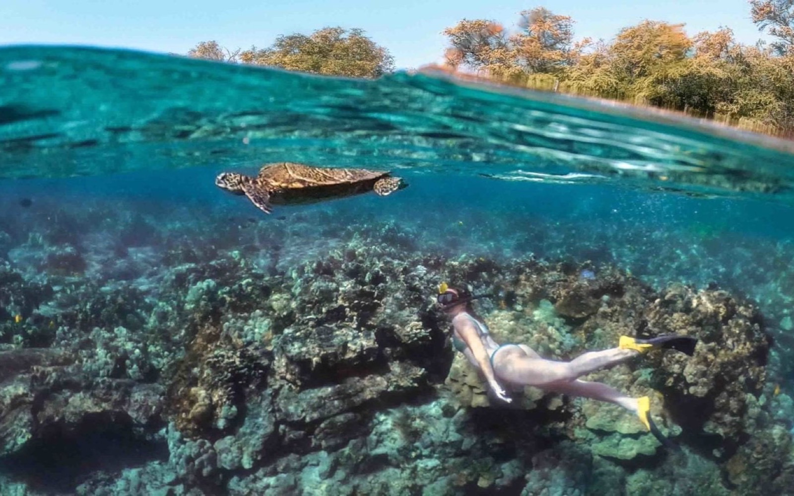 Kona Snorkel Trips — kamaʻāina rate
