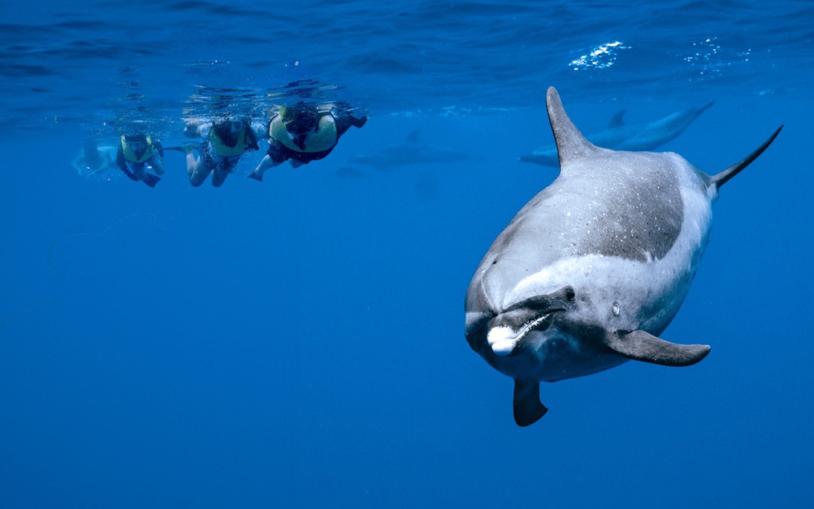 Iruka Hawaii Dolphin — kamaʻāina rate