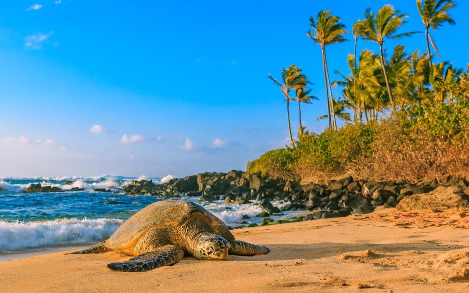 Ultimate Circle Island Tours — kamaʻāina rate